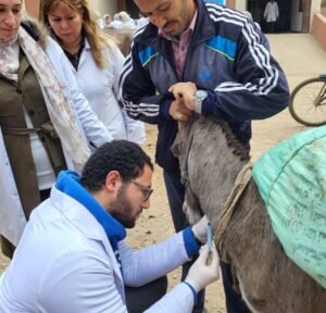 من قلب طحانوب.. محافظ القليوبية يتابع قافلة بيطرية شاملة لدعم صغار المربين 2