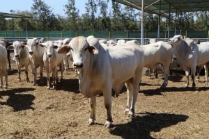استيراد الجواميس