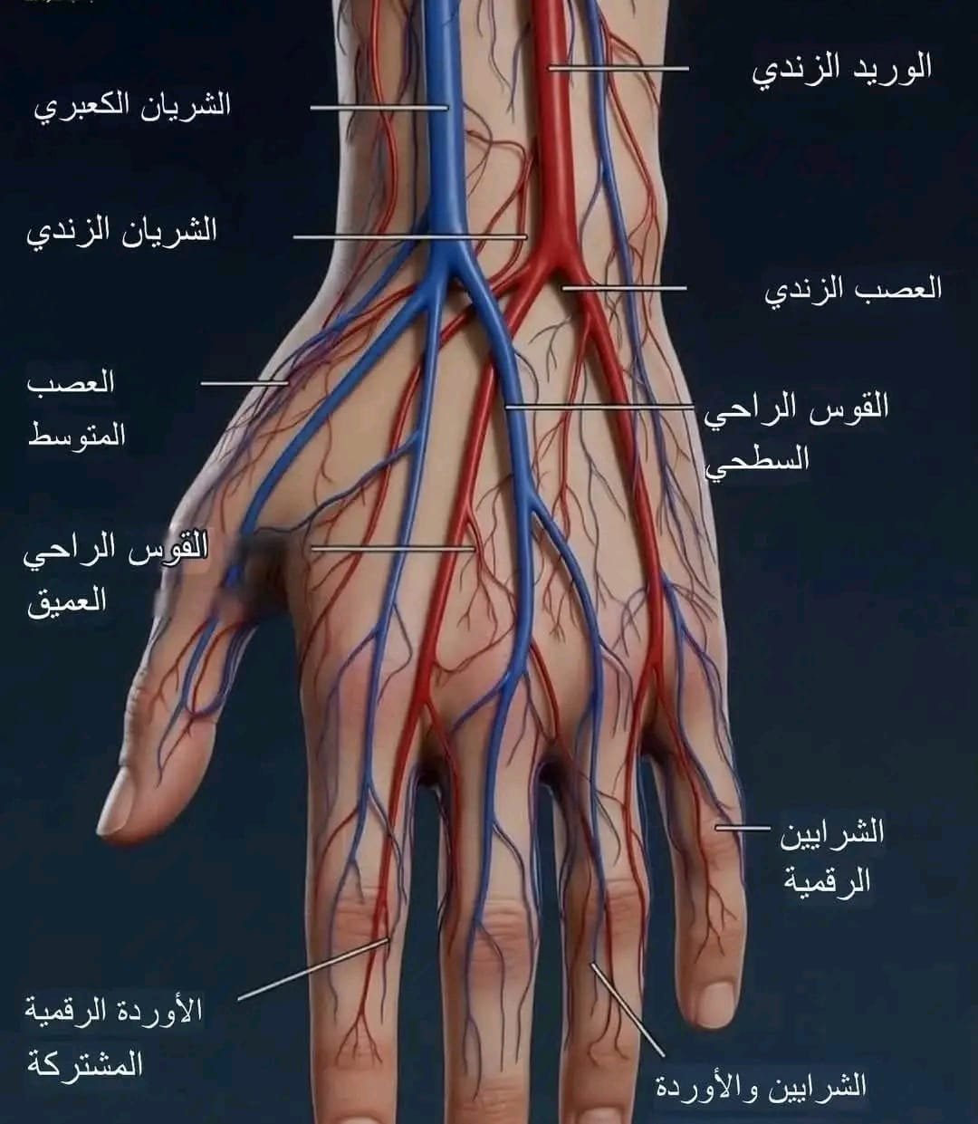 الإعجاز الإلهي في باطن اليد: شبكة حياة تعمل في صمت 1