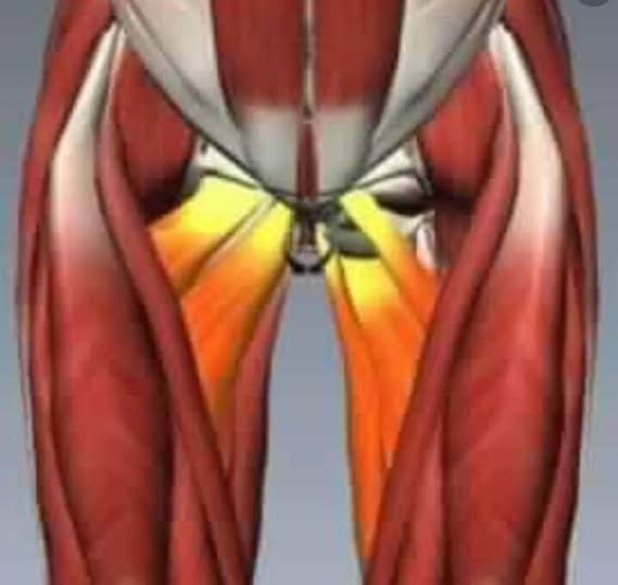 إصابة العضلة الضامة ألم مفاجئ في الفخذ قد يعيق الحركة تمامًا 1