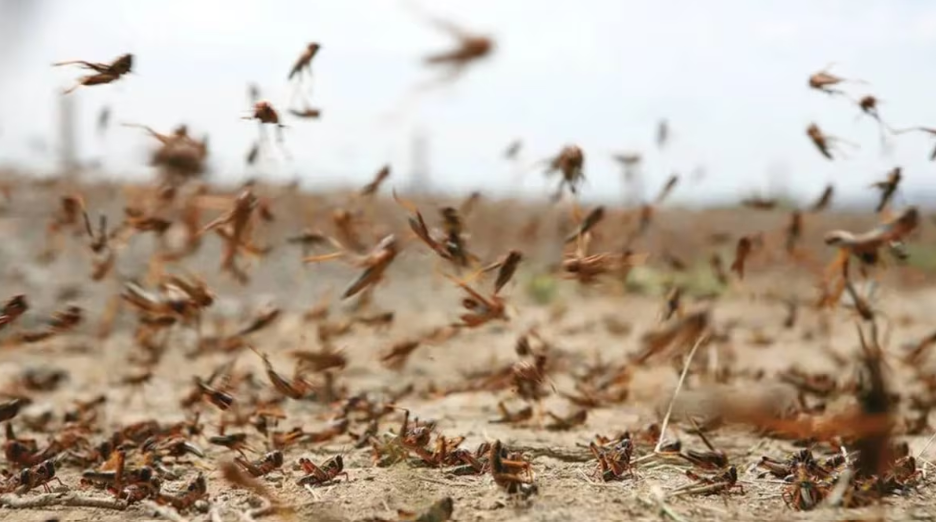 الجراد الصحراوي يثير القلق جنوب المغرب.. السلطات تؤكد السيطرة وخبير يستبعد “الغزو الواسع” 1