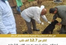 وزارة الزراعة.. تحصين 12,665 كلب ضد مرض السعار 18
