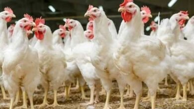 تحركات جديدة في سوق الدواجن.. تعرف على الأسعار اليوم 2