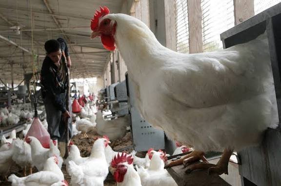 استقرار نسبي بأسعار الدواجن البيضاء في الأسواق المحلية.. وسعر الكيلو يسجل ١١٠ جنيها 1