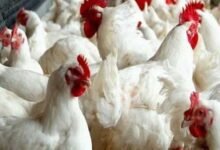 ارتفاع جديد في اسعار الدواجن وسعر كيلو الدواجن البيضاء يتجاوز ال 115 جنيها 14