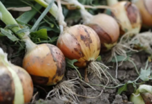 البصل الأخضر يغزو الأسواق المغربية بأسعار تتراوح ما بين 6 و 7 دراهم 12