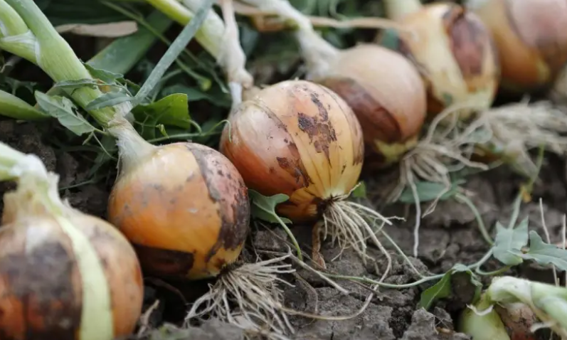 البصل الأخضر يغزو الأسواق المغربية بأسعار تتراوح ما بين 6 و 7 دراهم 1