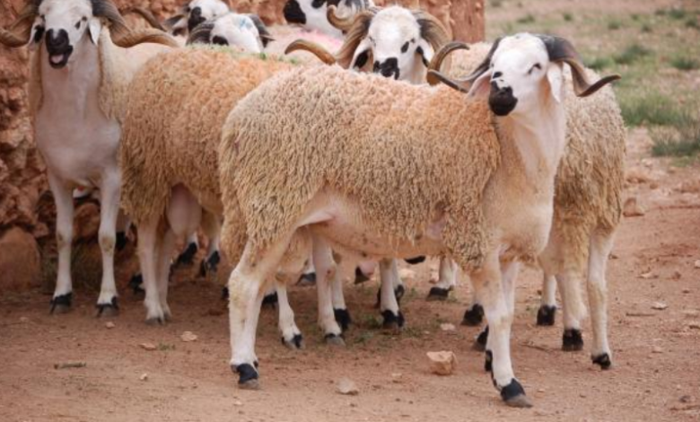 توقعات فلكية تحدد عيد الأضحى بالمغرب 1