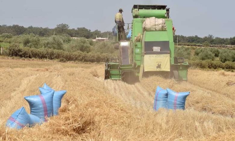 المغرب يوقف استيراد القمح اللين مؤقتاً يونيو ويوليوز 1