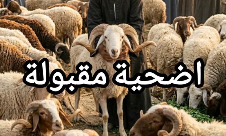 خلي بالك.. شروط مهمة عند شراء اللحوم في عيد الأضحى 1