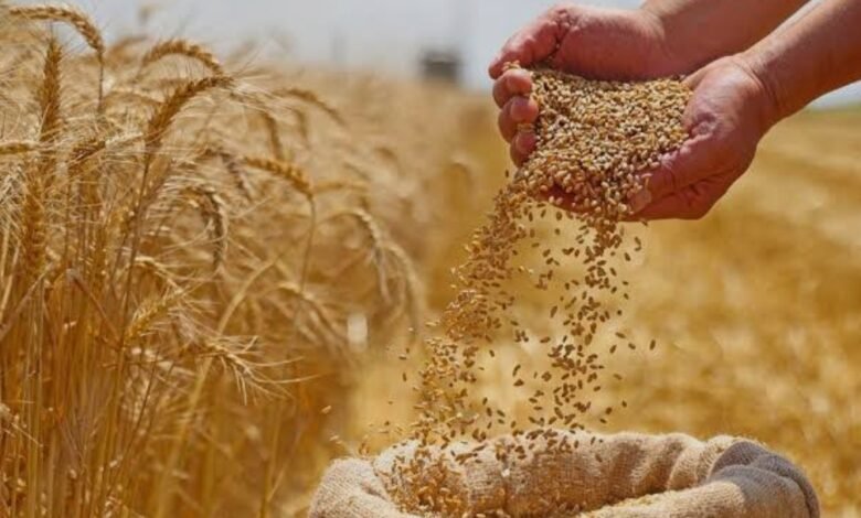 272 ألف طن رصيد القمح بميناء دمياط 1