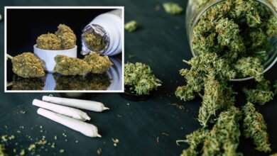 أدوية مشتقة من القنب الهندي المرخصة في الصيدليات المغربية
