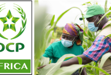 OCP Africa تطلق منصة ذكاء اصطناعي لمراقبة الإنتاج الزراعي في نيجيريا