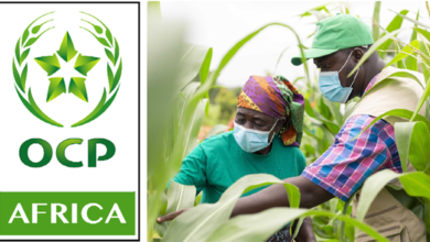 OCP Africa نيجيريا: مبادرة ذكاء اصطناعي لتعزيز الأمن الغذائي بـ15 ولاية 7 OCP Africa تطلق منصة ذكاء اصطناعي لمراقبة الإنتاج الزراعي في نيجيريا