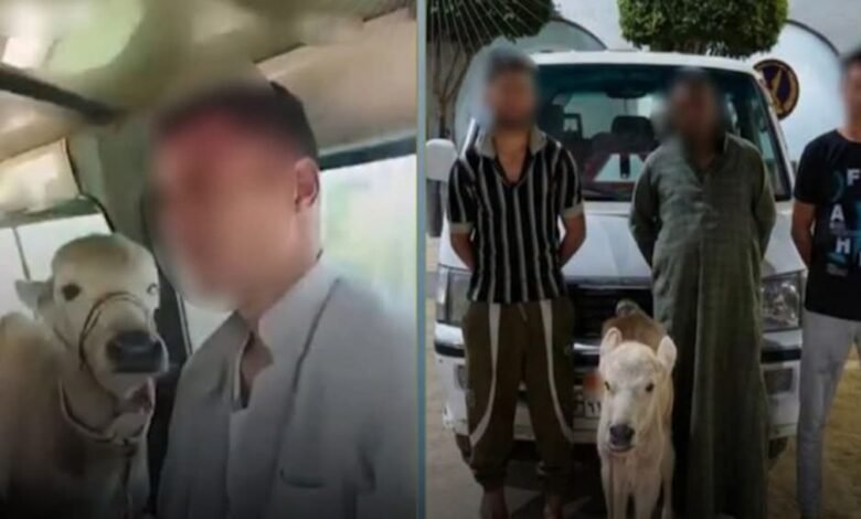 "كنا راجعين من السوق".. ضبط مزارعين لاتهامهم بتحميل ماشية في سيارة أجرة بالبحيرة 1