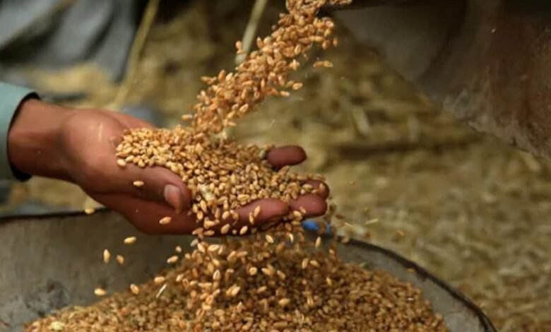 مصر تستقبل 223 ألف طن من السلع الغذائية خلال أسبوع 1