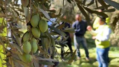 إنتاج الزيتون في المغرب