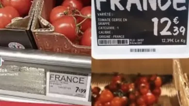 الطماطم المغربية