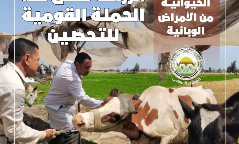 استنفار بيطري في جميع المحافظات غداً الأحد.. «الزراعة» تطلق حملة قومية لتحصين الأبقار والأغنام 1