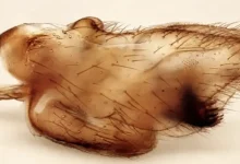 ذبابة نادرة