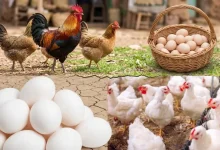 أسعار الدجاج