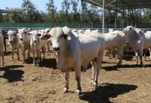 استيراد الجواميس