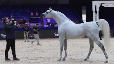 الخيول العربية